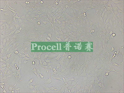 4t1 小鼠乳腺癌细胞 普诺赛 货号:cl-0007