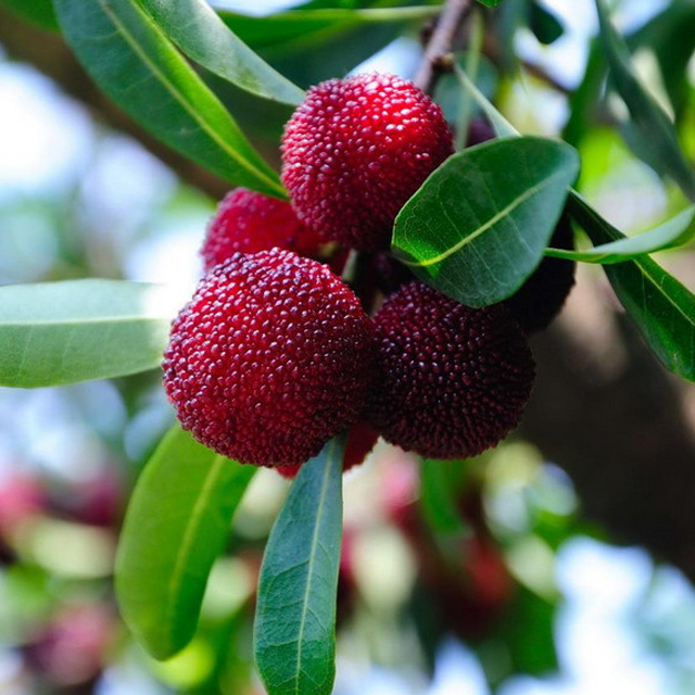 Cloud Zoom small image