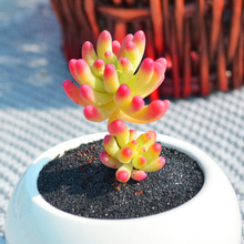 Cloud Zoom small image