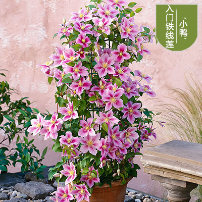 Cloud Zoom small image