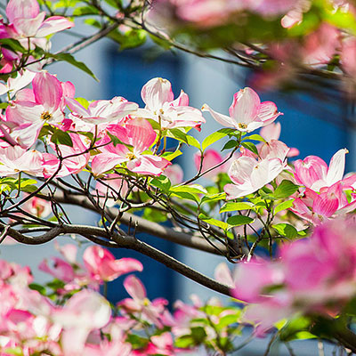 Cloud Zoom small image