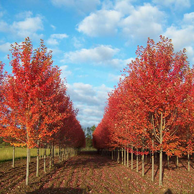 Cloud Zoom small image