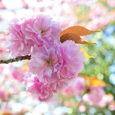 Cloud Zoom small image