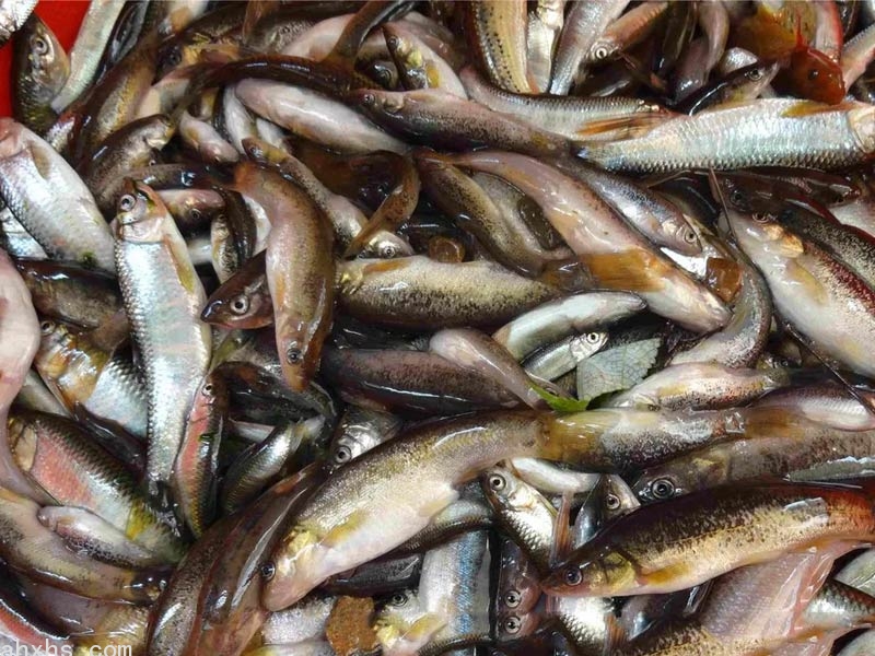 地道食材:野生小河鱼