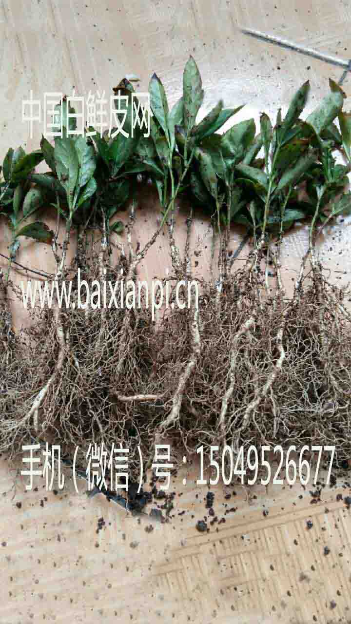 白鲜皮苗子