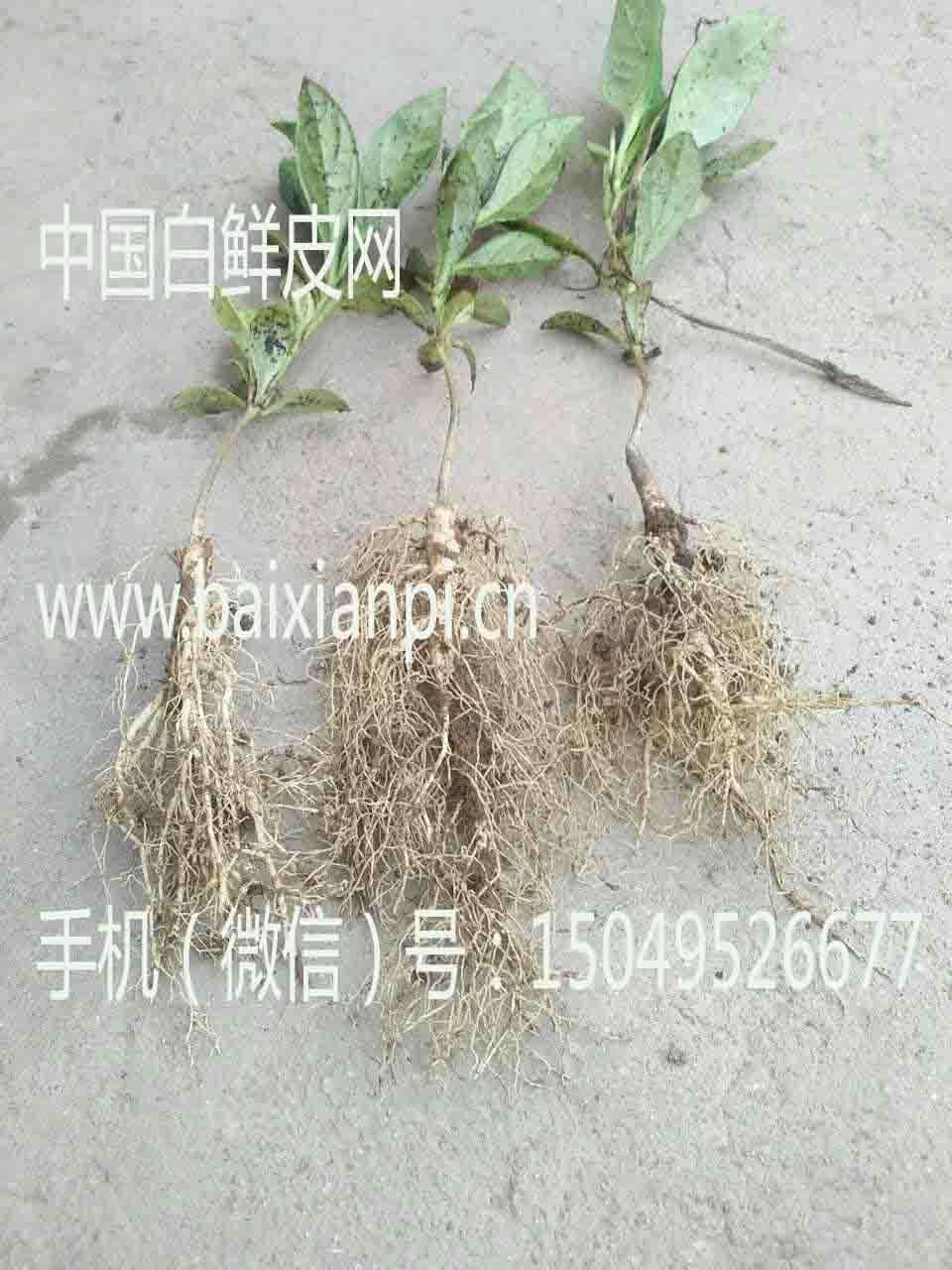 白鲜皮苗子2