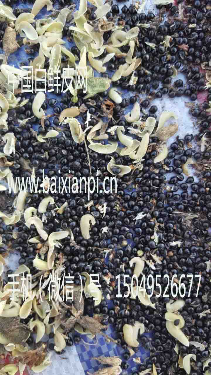 白鲜种子