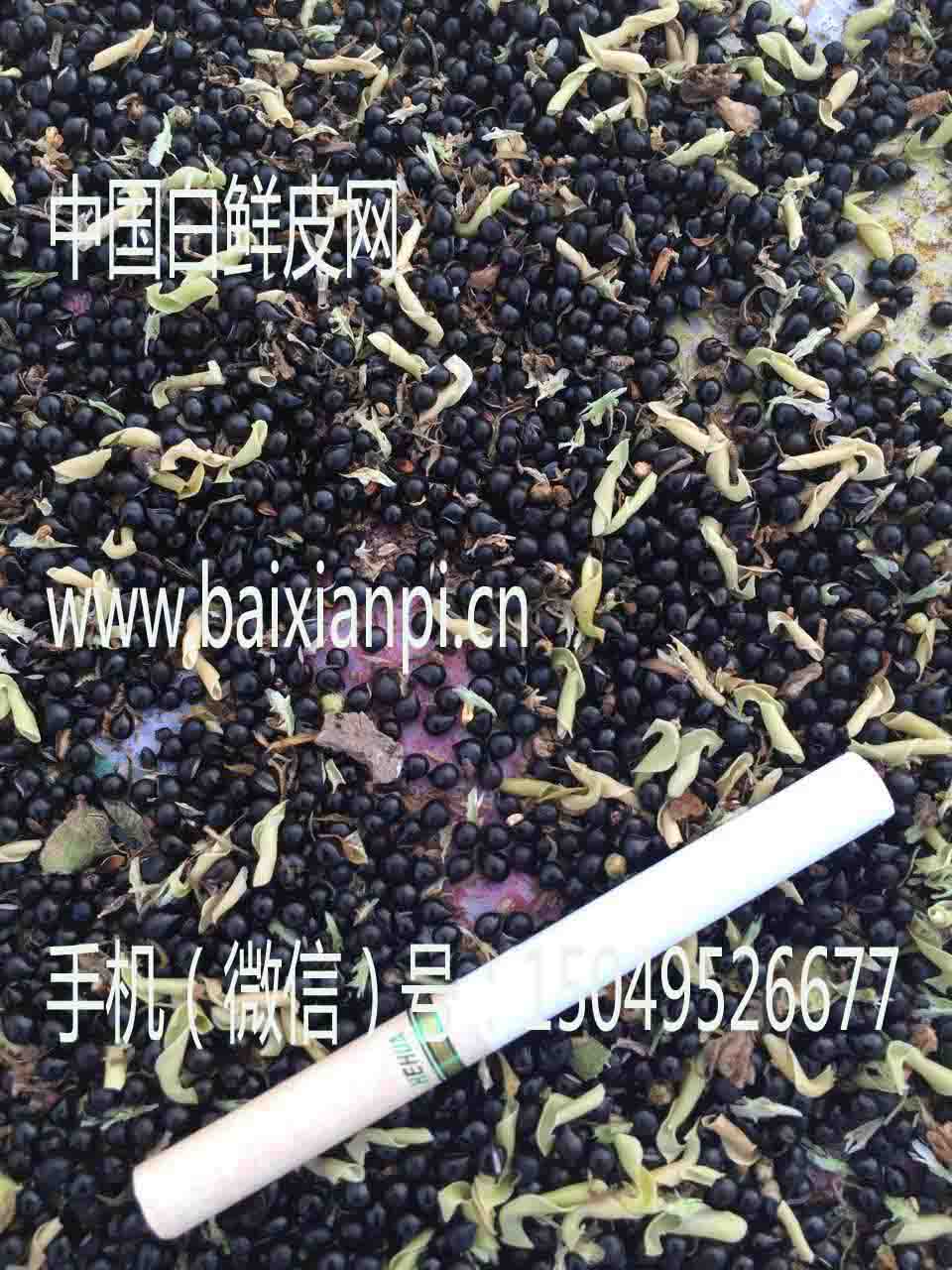 白鲜皮种子1