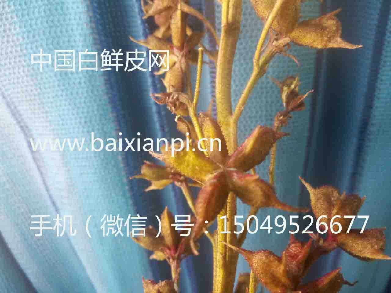 白鲜皮籽