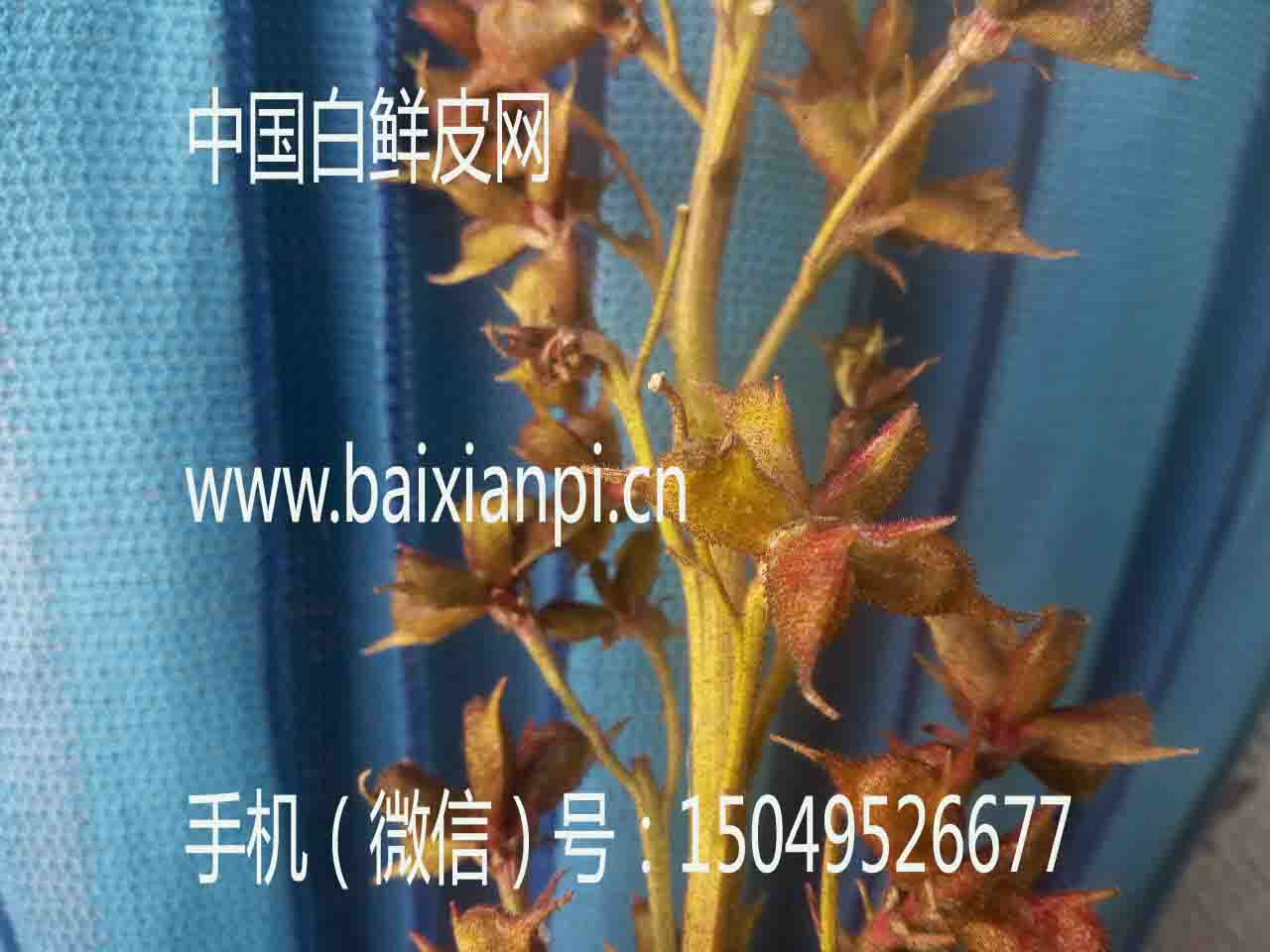 白鲜皮籽4