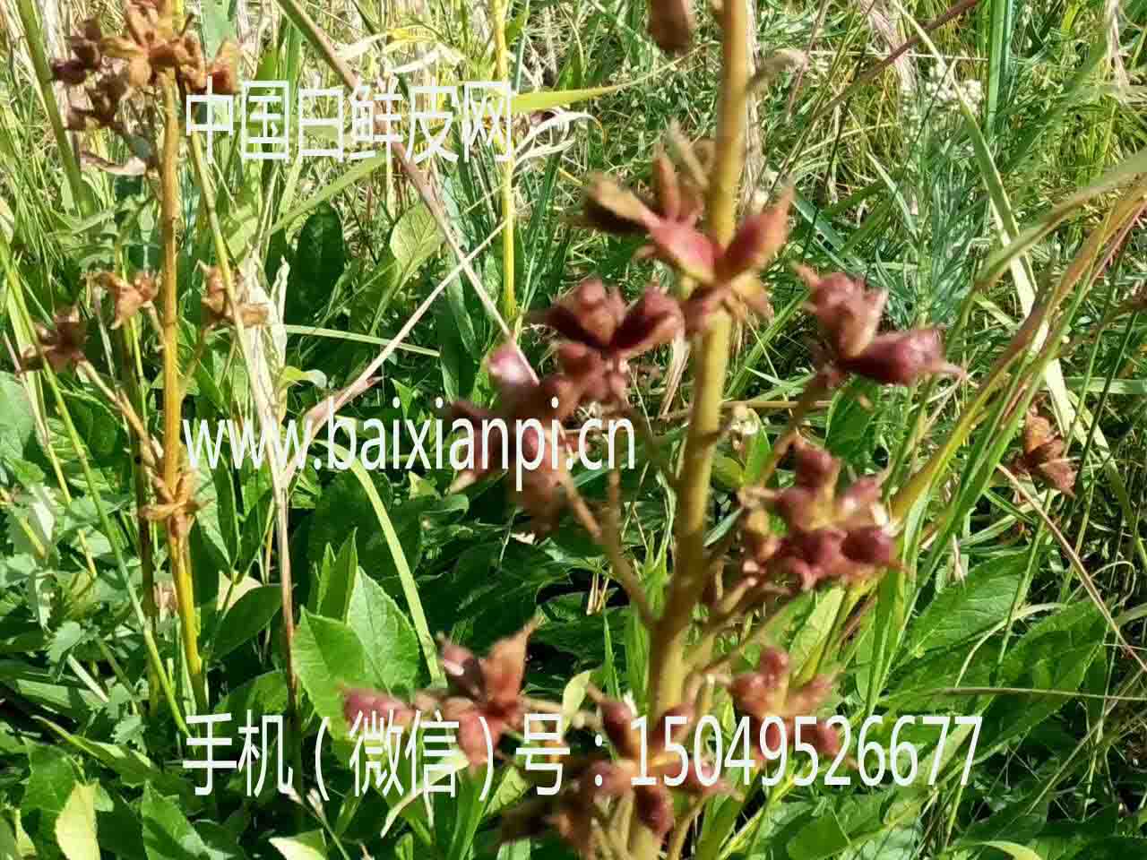 白鲜皮籽3