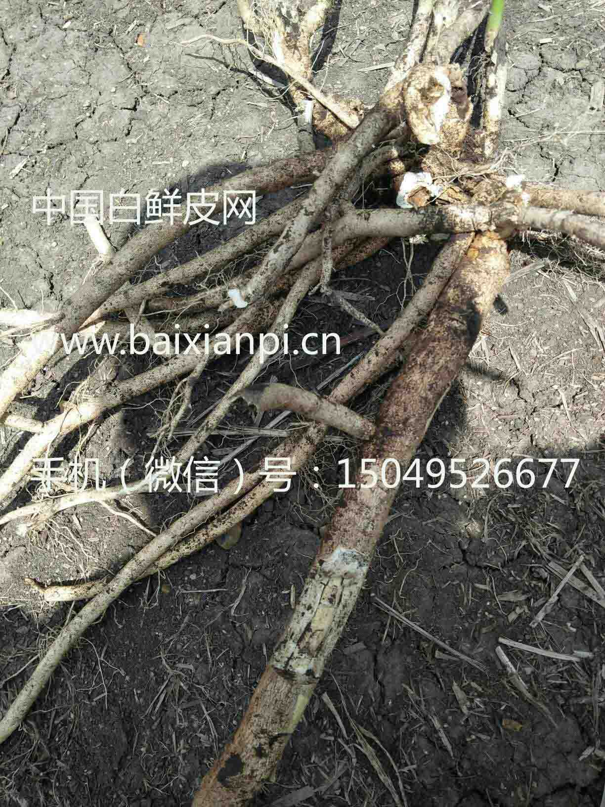 白鲜皮