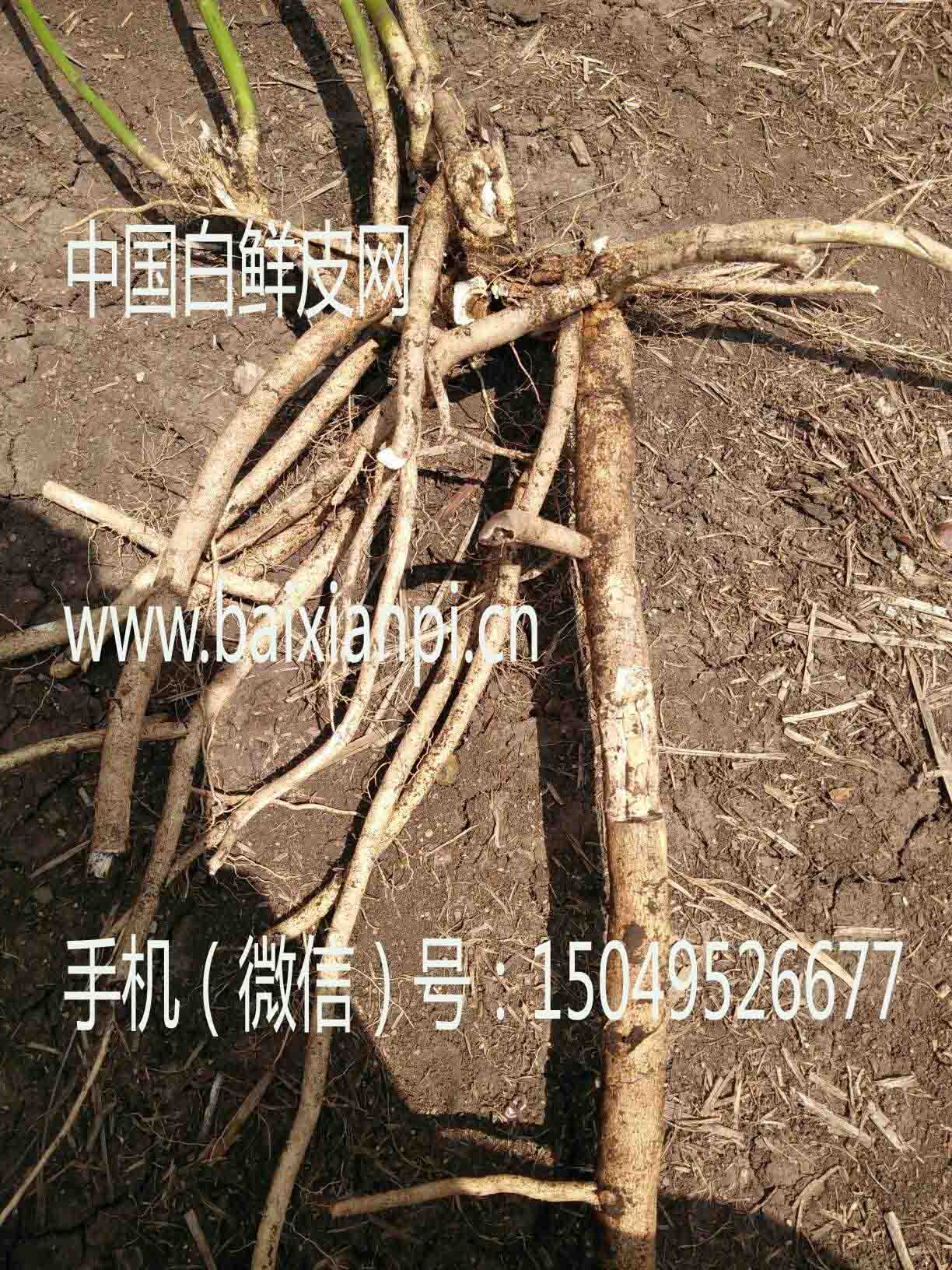 白鲜皮1