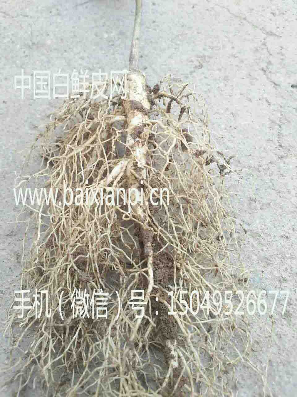 白鲜皮根4