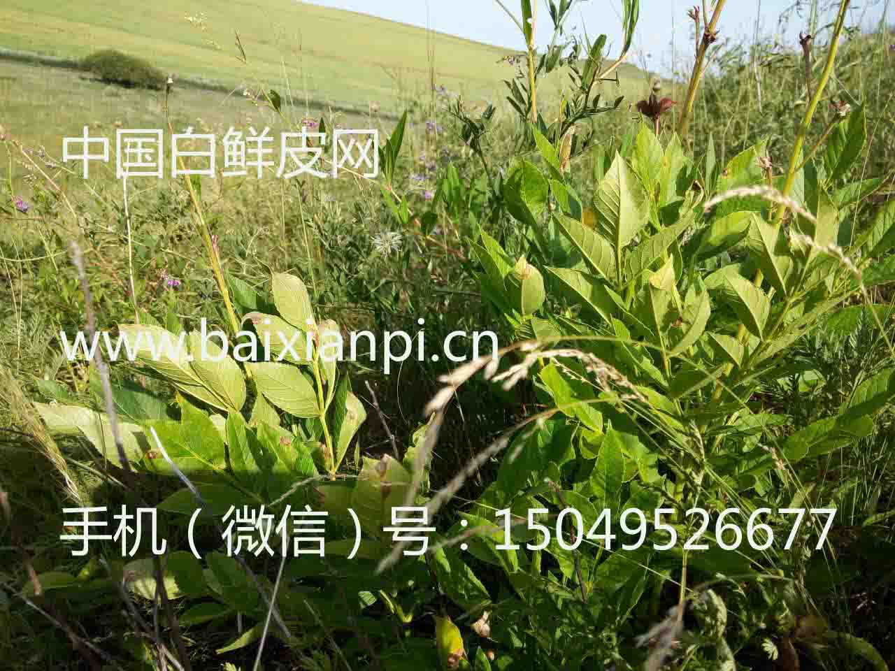 野生白鲜皮