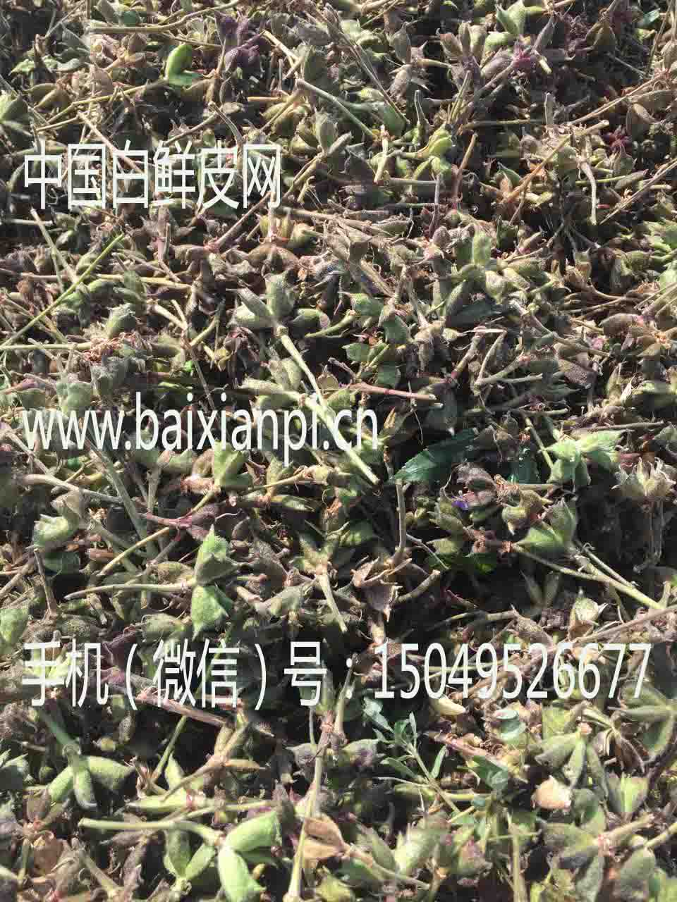 白鲜皮种子晾晒4