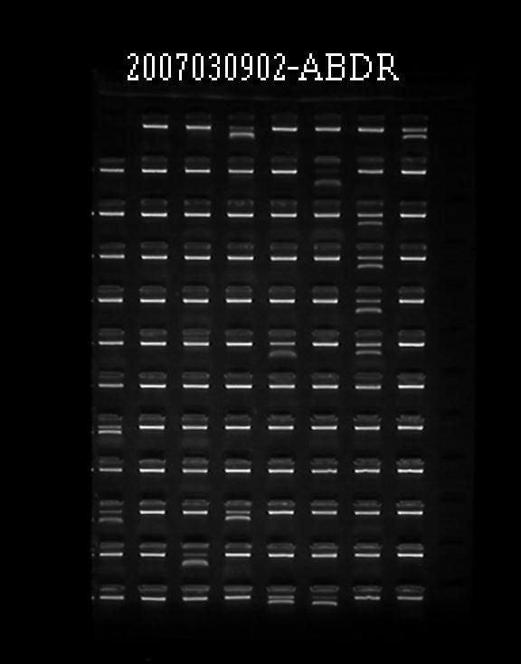 20180517151322_47693.jpg SSP 结果实例.jpg