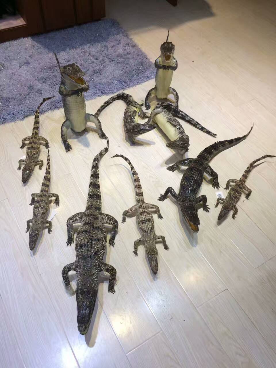 鳄鱼食用功效及鳄鱼料理方法