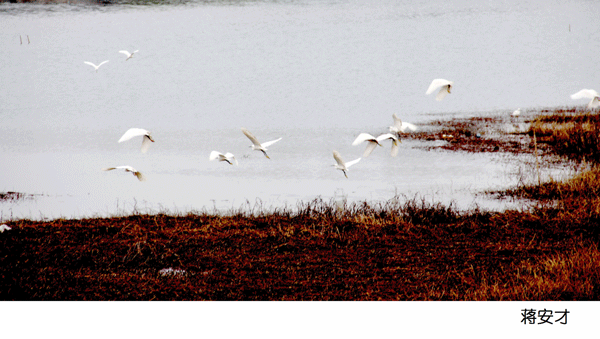 2017上期摄影班学员蒋安才作品