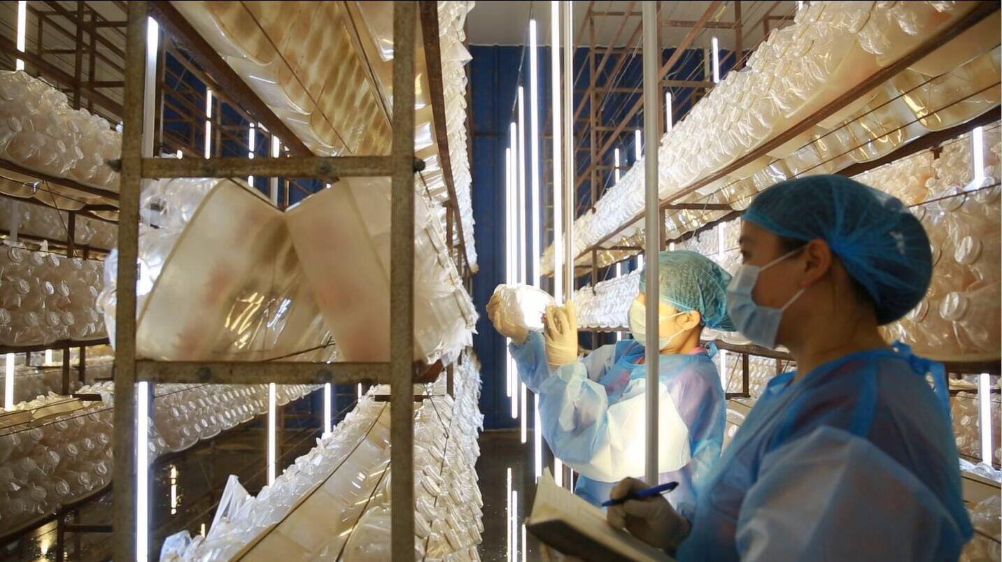 年培育瓶内鲜活虫草200万瓶