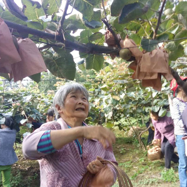 村里的老人都来帮忙