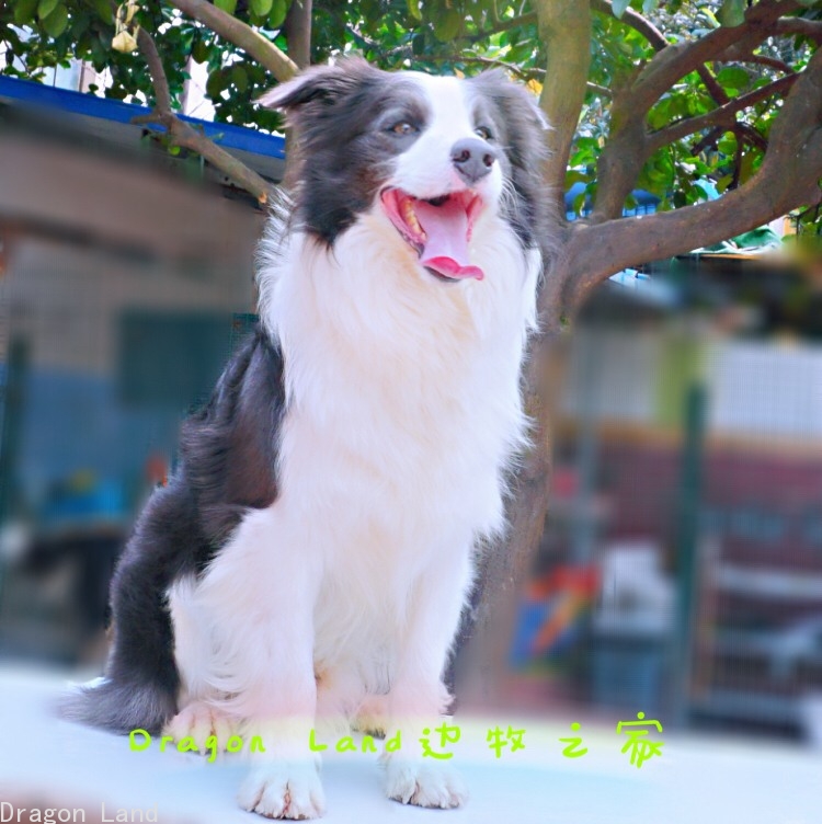 浙江宁波边牧,边境牧羊犬,龙之境/龙之境边牧园官方