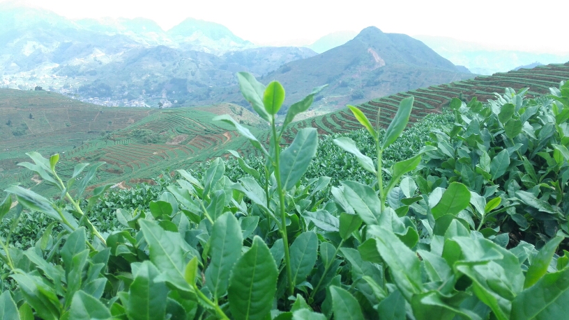 铁观音基地