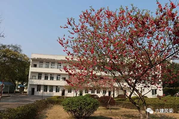 教学楼前桃花盛开