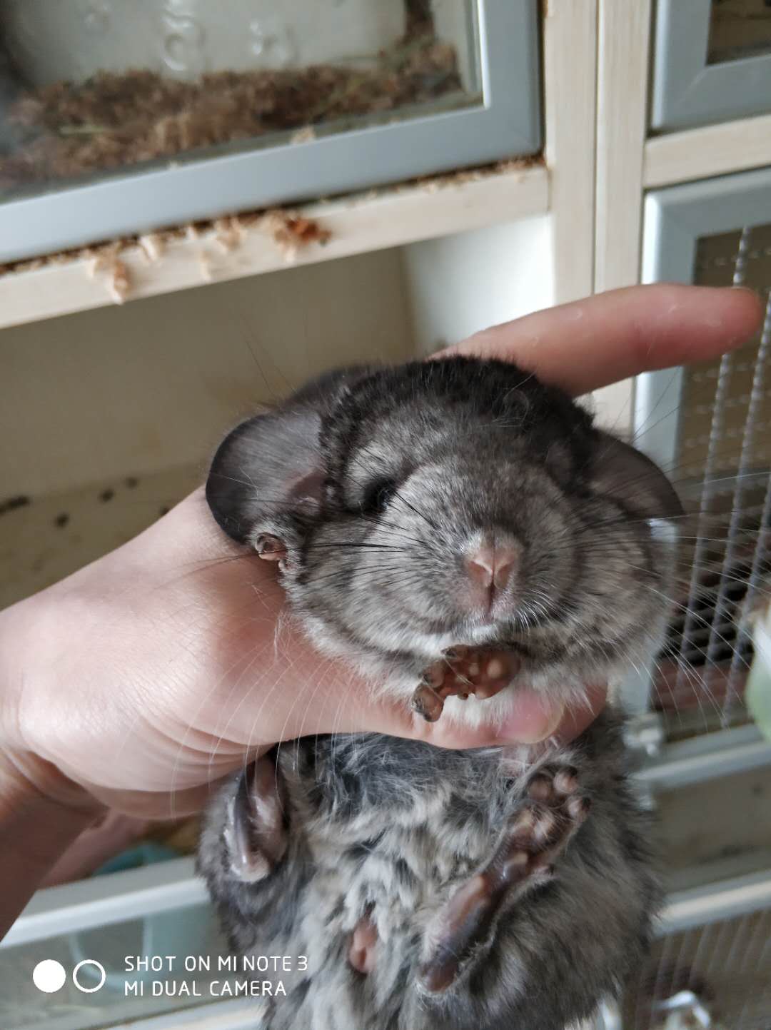 定期更新龙猫 及价格表 通心粉