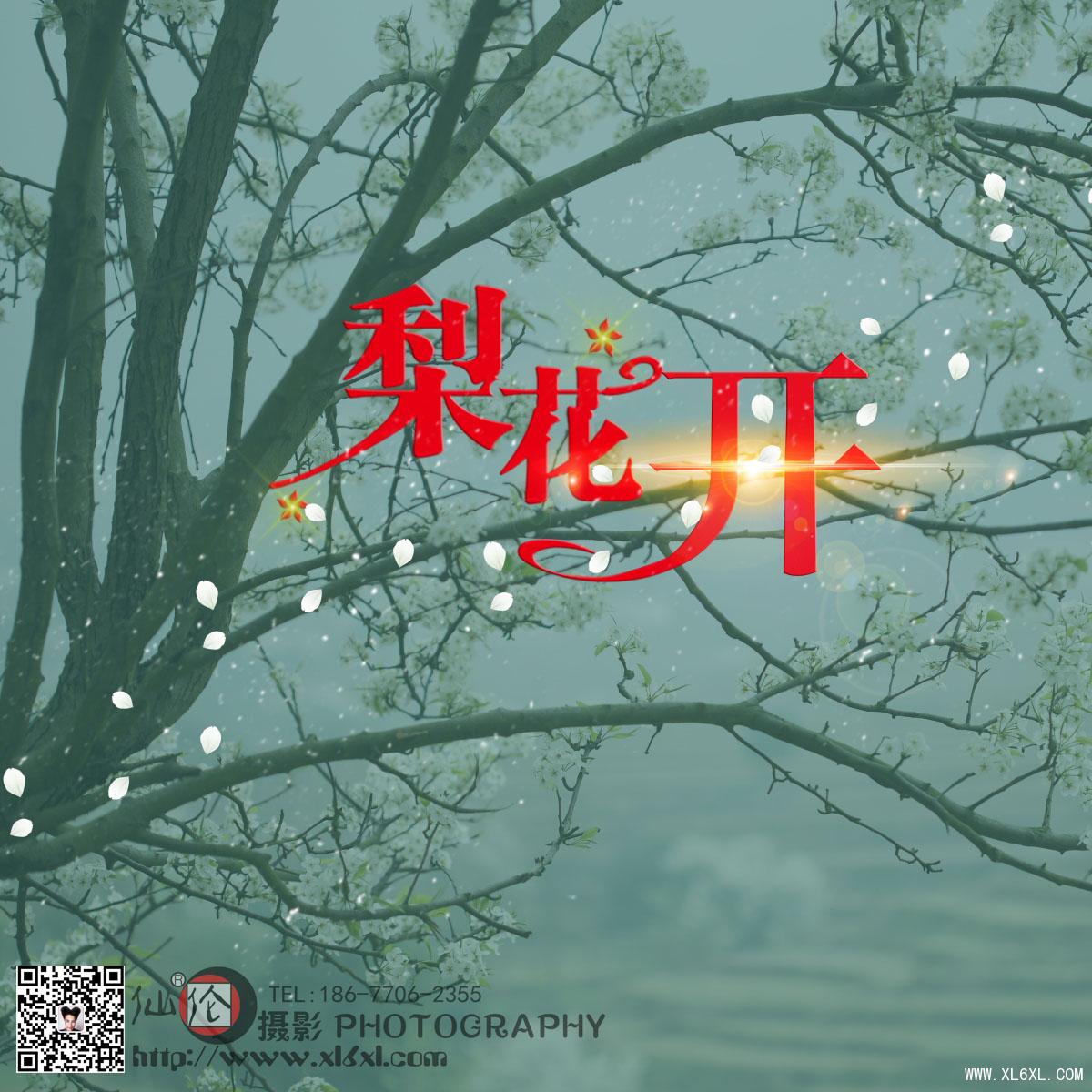   梨花开时