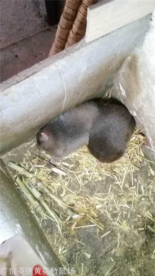 广州竹鼠养殖 广州竹鼠养殖