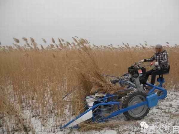 进口芦苇割捆机作业视频