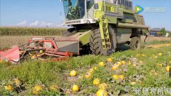 真正的自走南瓜联合收获机来了