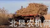 国外芦苇机械收割、捆扎、运输一体化作业机械