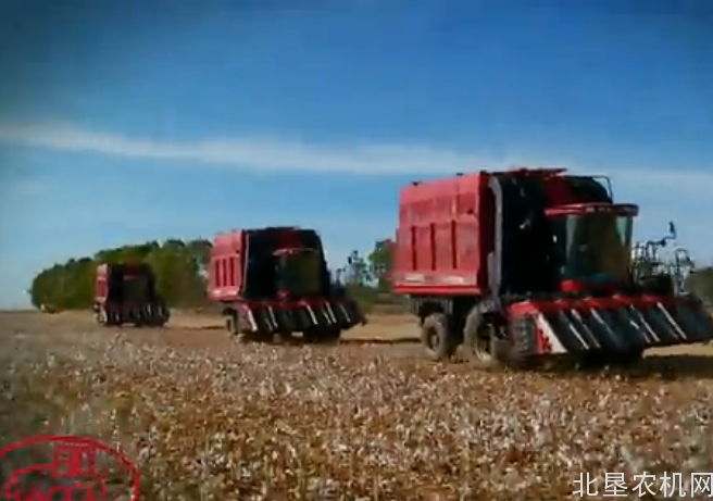 10台凯斯620棉花收获机同时作业