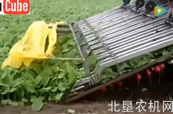 小萝卜收获机