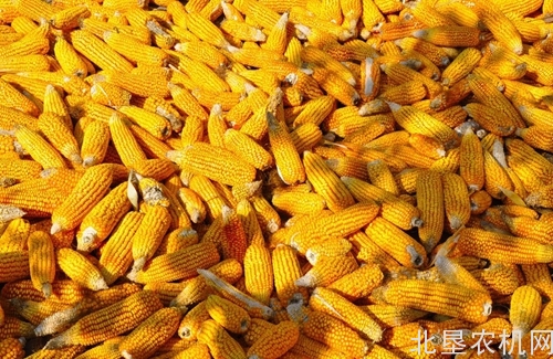 玉米拍卖无音 仍待政策指引