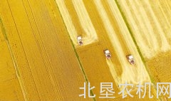 麦收季 金满地 我国第二大小麦主产区开镰
