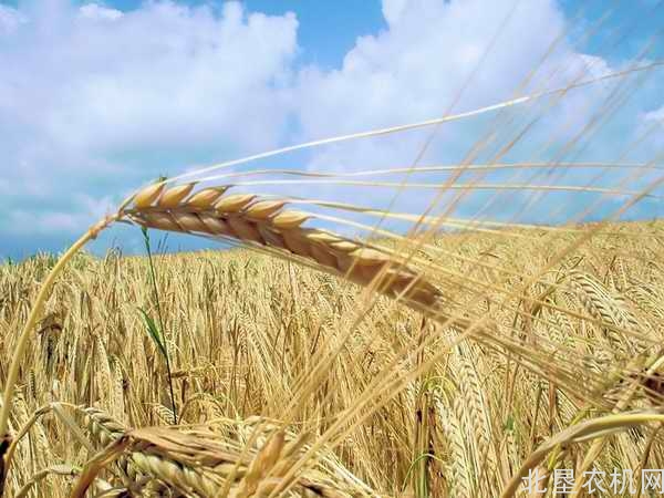 全国小麦跨区作业已进入尾声