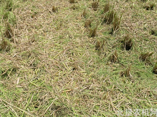 山东省首家果树枝条也能还田了