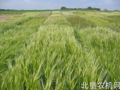 聚焦农民：冬大麦产量较往年同步下降