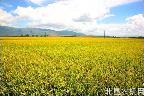 南方双季节稻区水稻“双抢”机械化作业接近尾