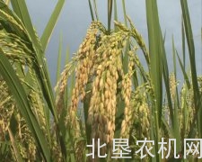 今年早稻产量同比下降2.7%