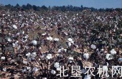 2016年棉花生产后期管理技术指导意见