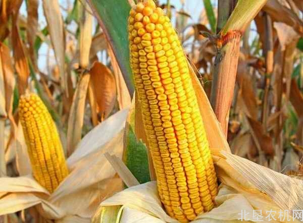 内蒙多地玉米补贴预计9月底前发放到位