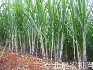 2016中国甘蔗机械化博览会12月柳州举办