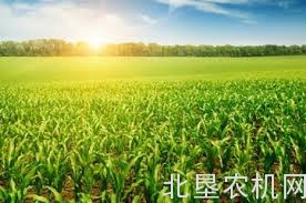 农户自测玉米产量小方法