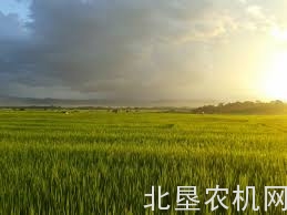 水稻机械化直播试验在陕西省取得重大突破