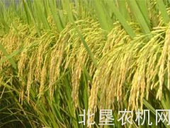 超级稻走上绿色高产高效发展之路