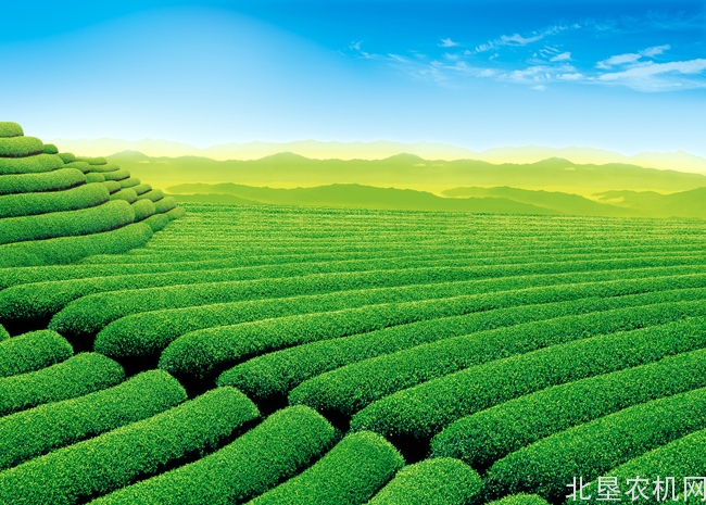 我国茶园生产步入全程机械化